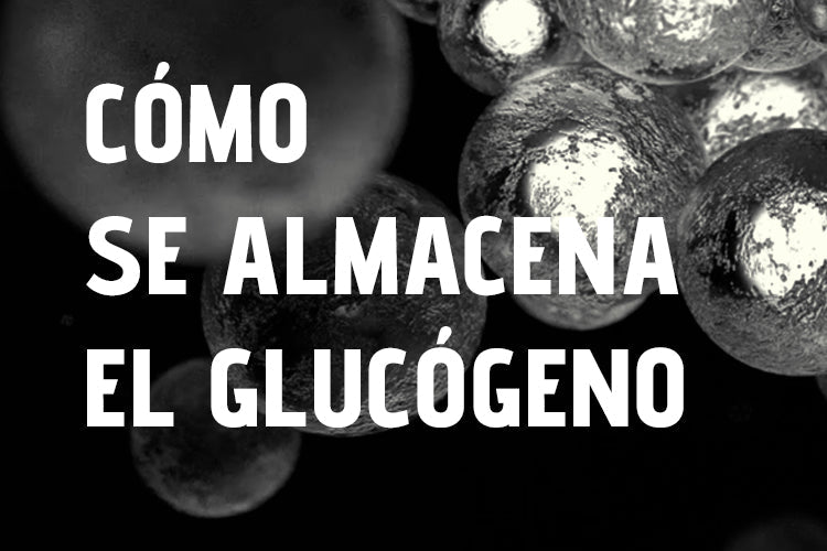 fante-guia-como-se-almacena-el-glucogeno