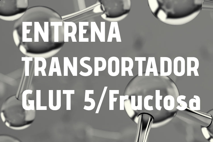 fante-guia-entrena-transportador-glut5