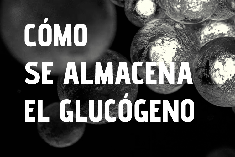 gel deportivo - Cómo se almacena el glucógeno FANTÉ