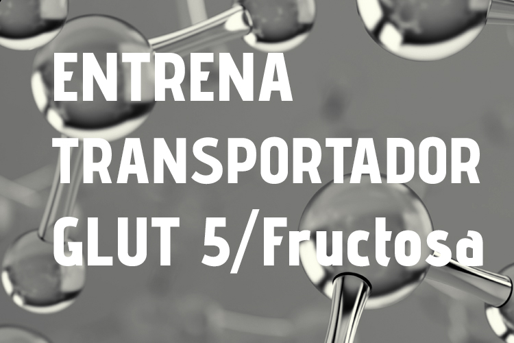 transportador glut5 - Entrena tu transportador GLUT5 FANTÉ