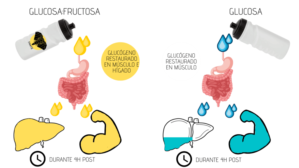 recuperacion - Recuperación por etapas FANTÉ